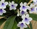 Nodding violet, استرپتوکارپوس هایبرید